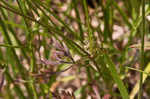 American wild carrot